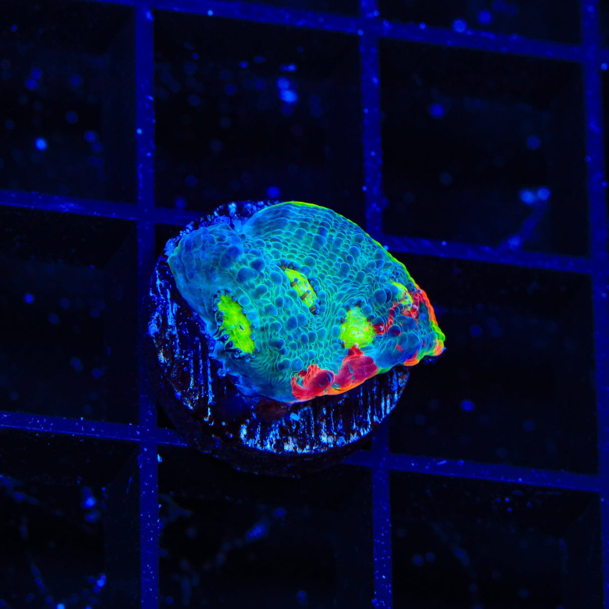 TSA Rainbow Chalice Coral