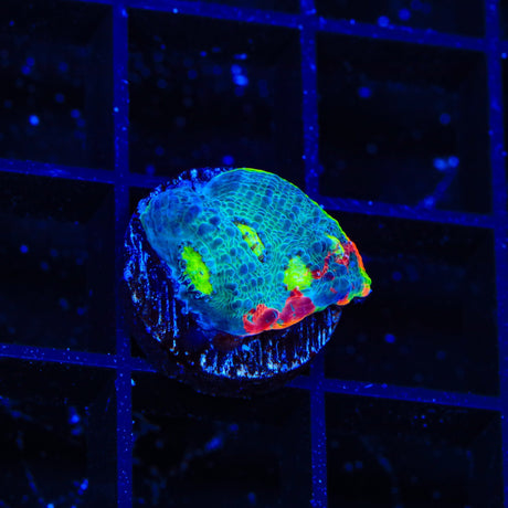 TSA Rainbow Chalice Coral