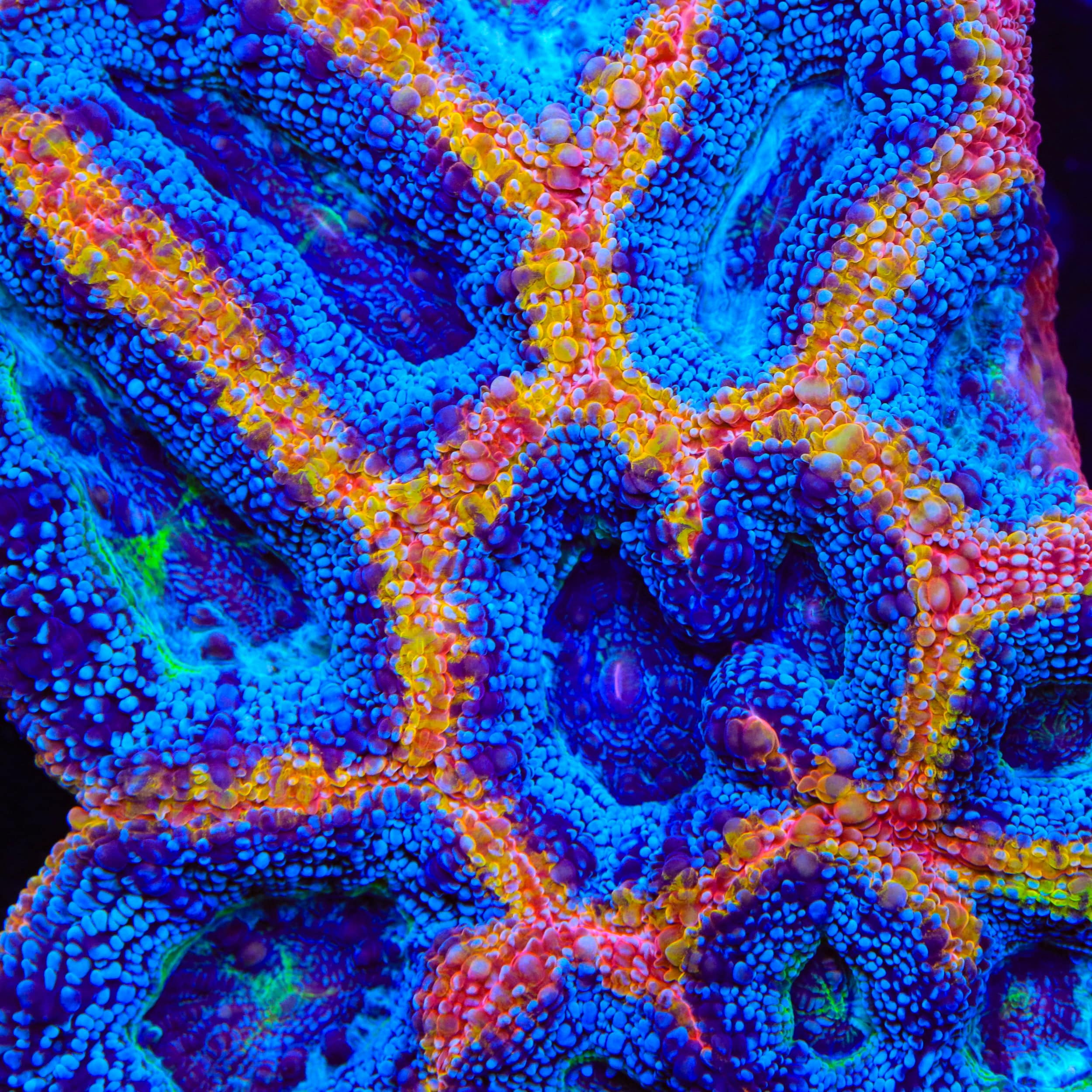 Live Corals for Sale – Page 44 – Top Shelf Aquatics