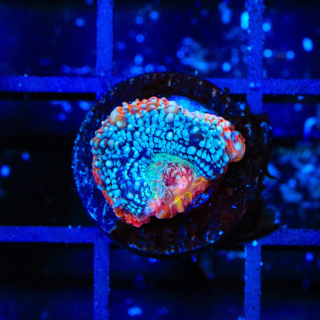 TSA Rainbow Dip Bowerbankii Coral