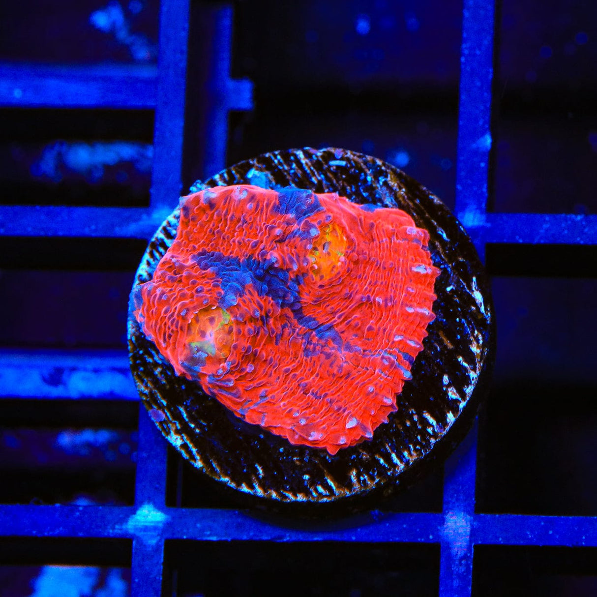 TSA Rainbow Explosion Chalice Coral
