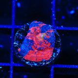 TSA Rainbow Explosion Chalice Coral