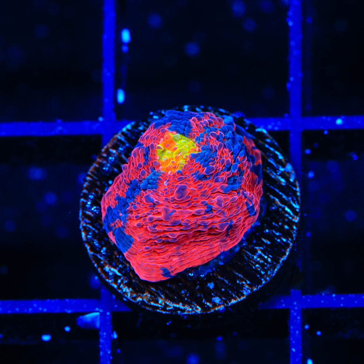 TSA Rainbow Explosion Chalice Coral