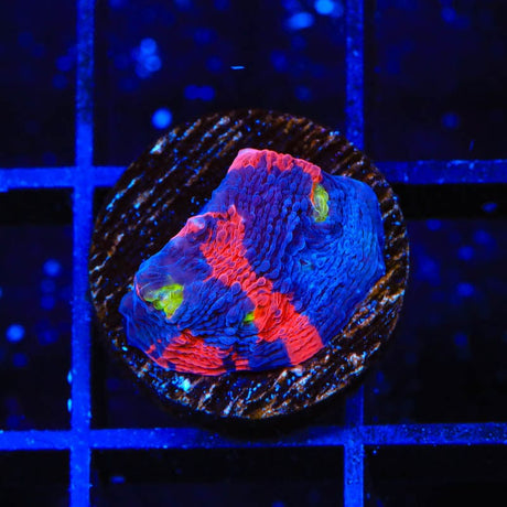 TSA Rainbow Explosion Chalice Coral