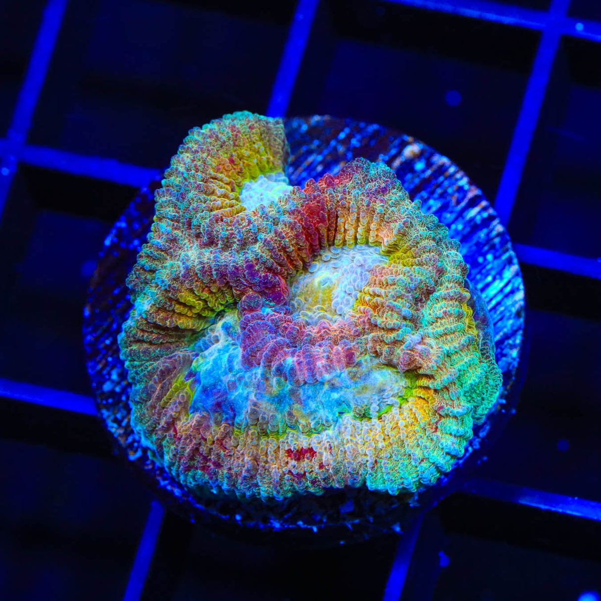 TSA Rainbow Favia Coral