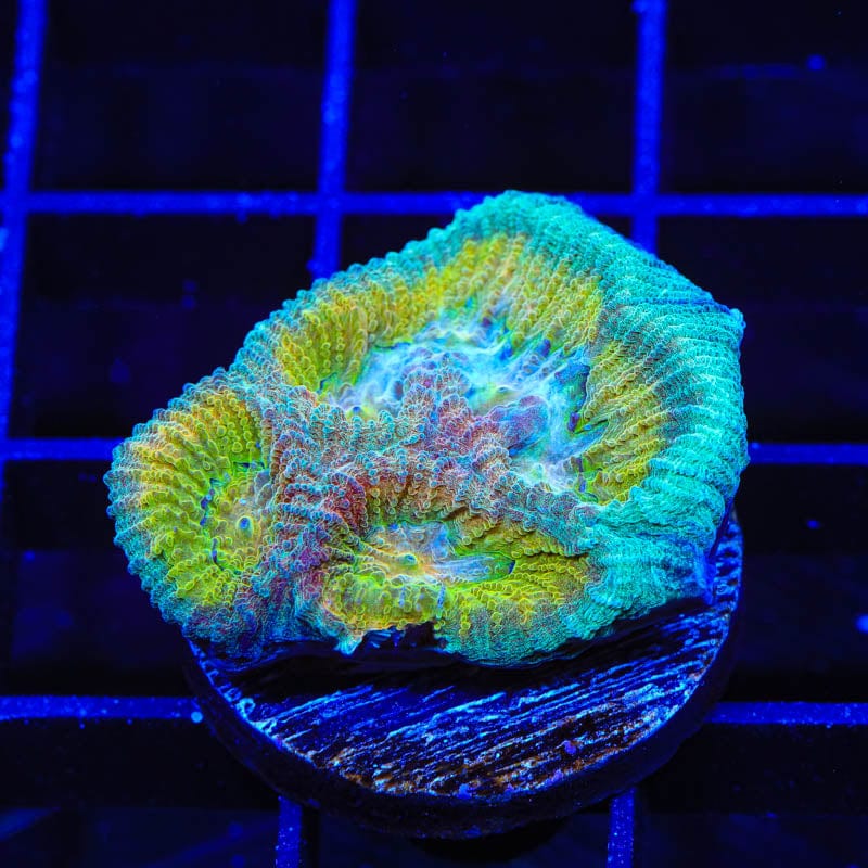 TSA Rainbow Favia Coral