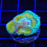 TSA Rainbow Favia Coral