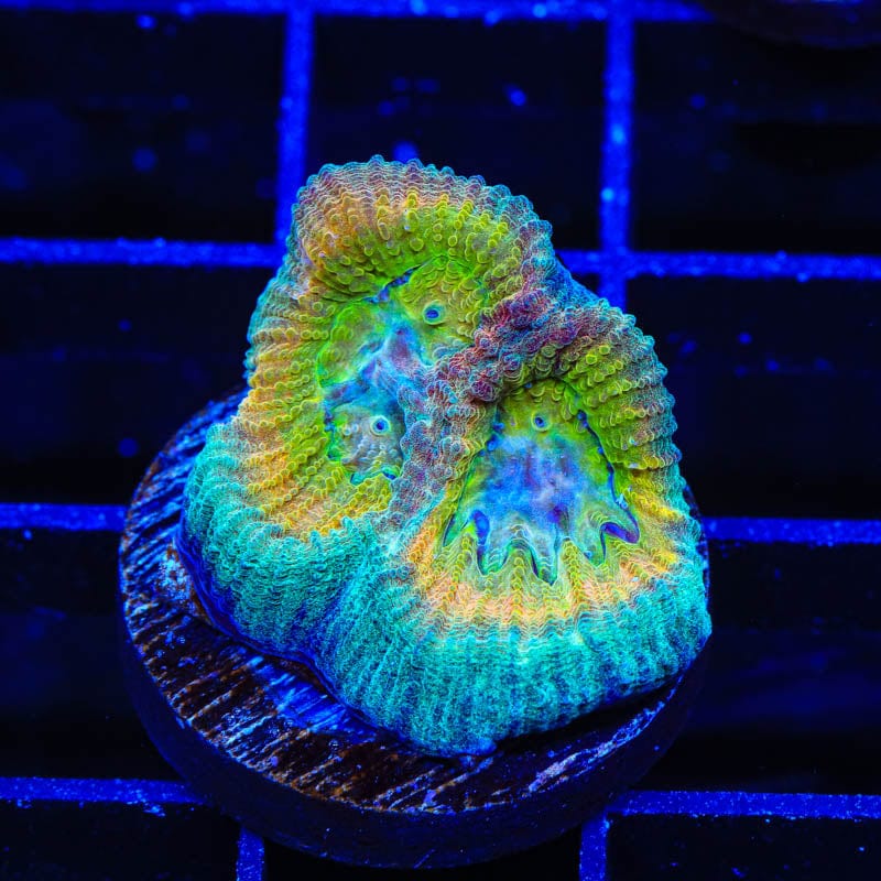 TSA Rainbow Favia Coral