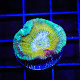 TSA Rainbow Favia Coral