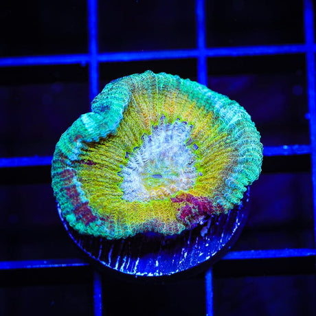 TSA Rainbow Favia Coral