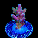 TSA Rainbow Fever Acropora Coral