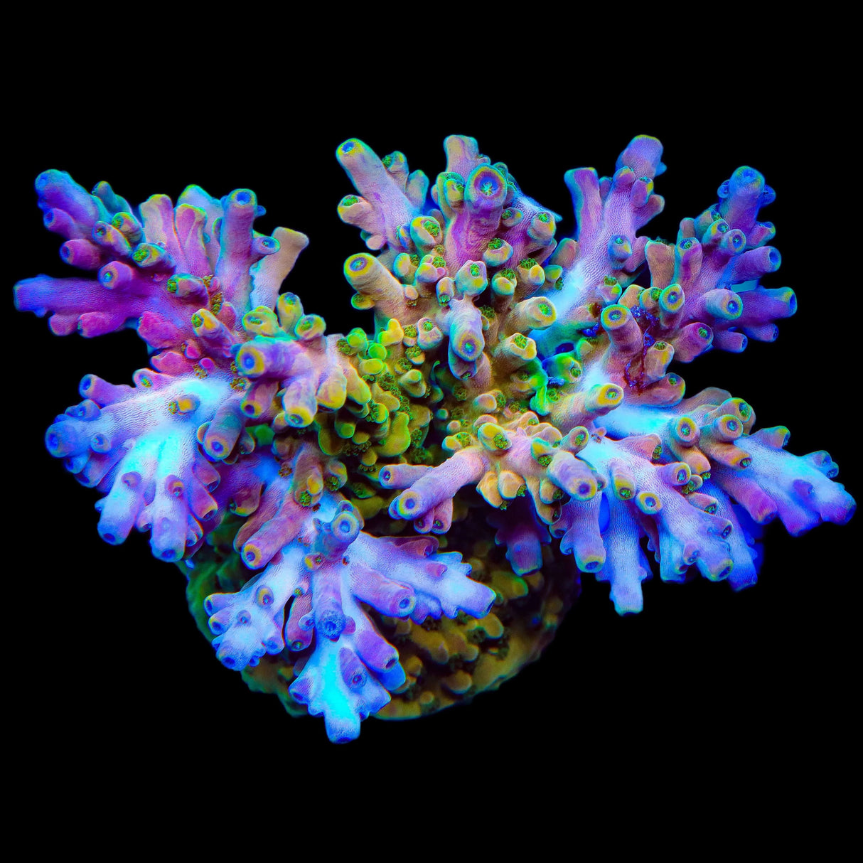 TSA Rainbow Fever Acropora Coral