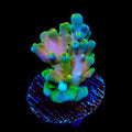 TSA Rainbow Fever Acropora Coral