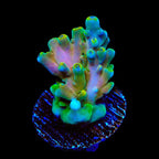 TSA Rainbow Fever Acropora Coral