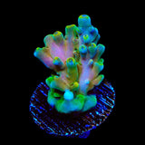 TSA Rainbow Fever Acropora Coral