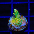 TSA Rainbow Fever Acropora Coral