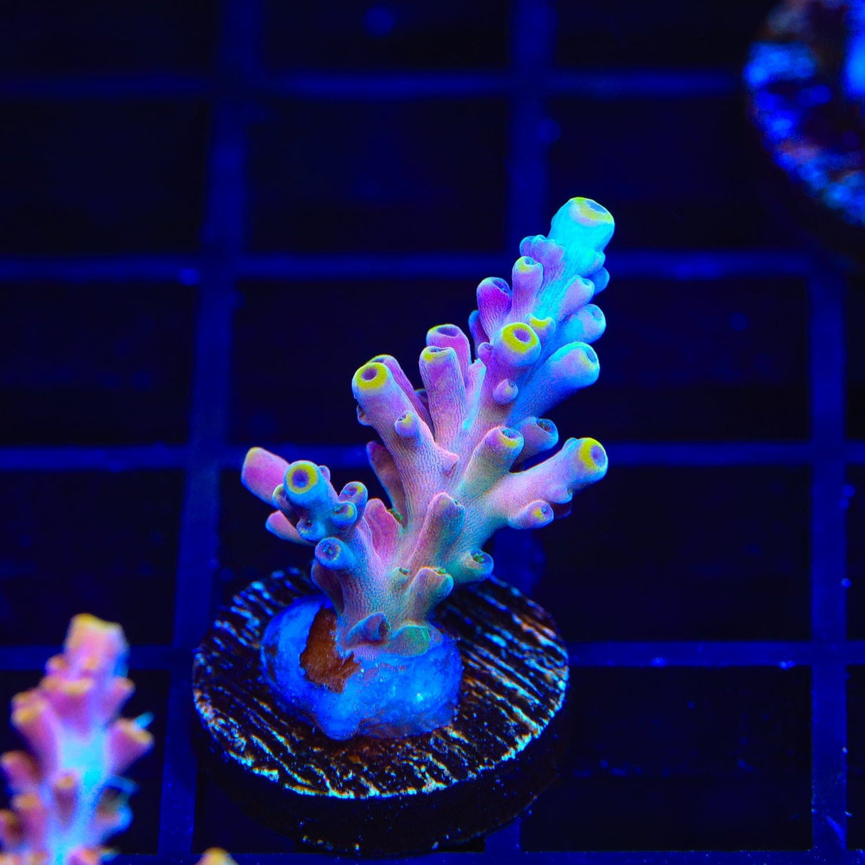 TSA Rainbow Fever Acropora Coral