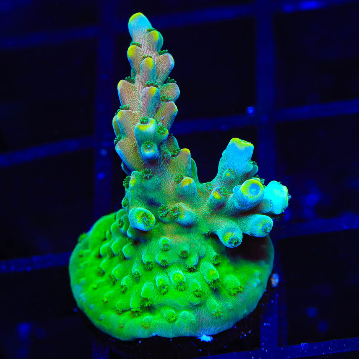 TSA Rainbow Fever Acropora Coral