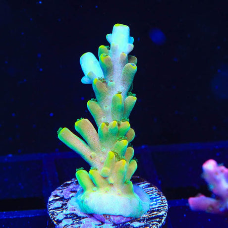 TSA Rainbow Fever Acropora Coral