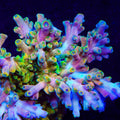 TSA Rainbow Fever Acropora Coral