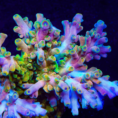 TSA Rainbow Fever Acropora Coral