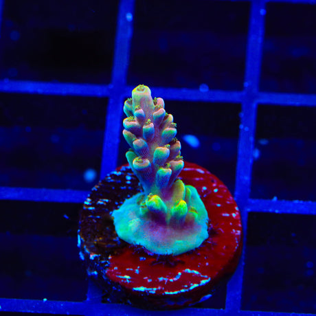 TSA Rainbow Fever Acropora Coral