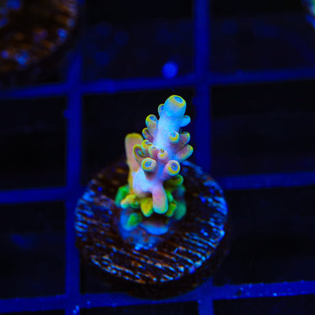 TSA Rainbow Fever Acropora Coral