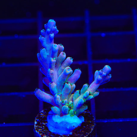 TSA Rainbow Fever Acropora Coral
