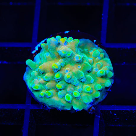 TSA Rainbow Fever Acropora Coral