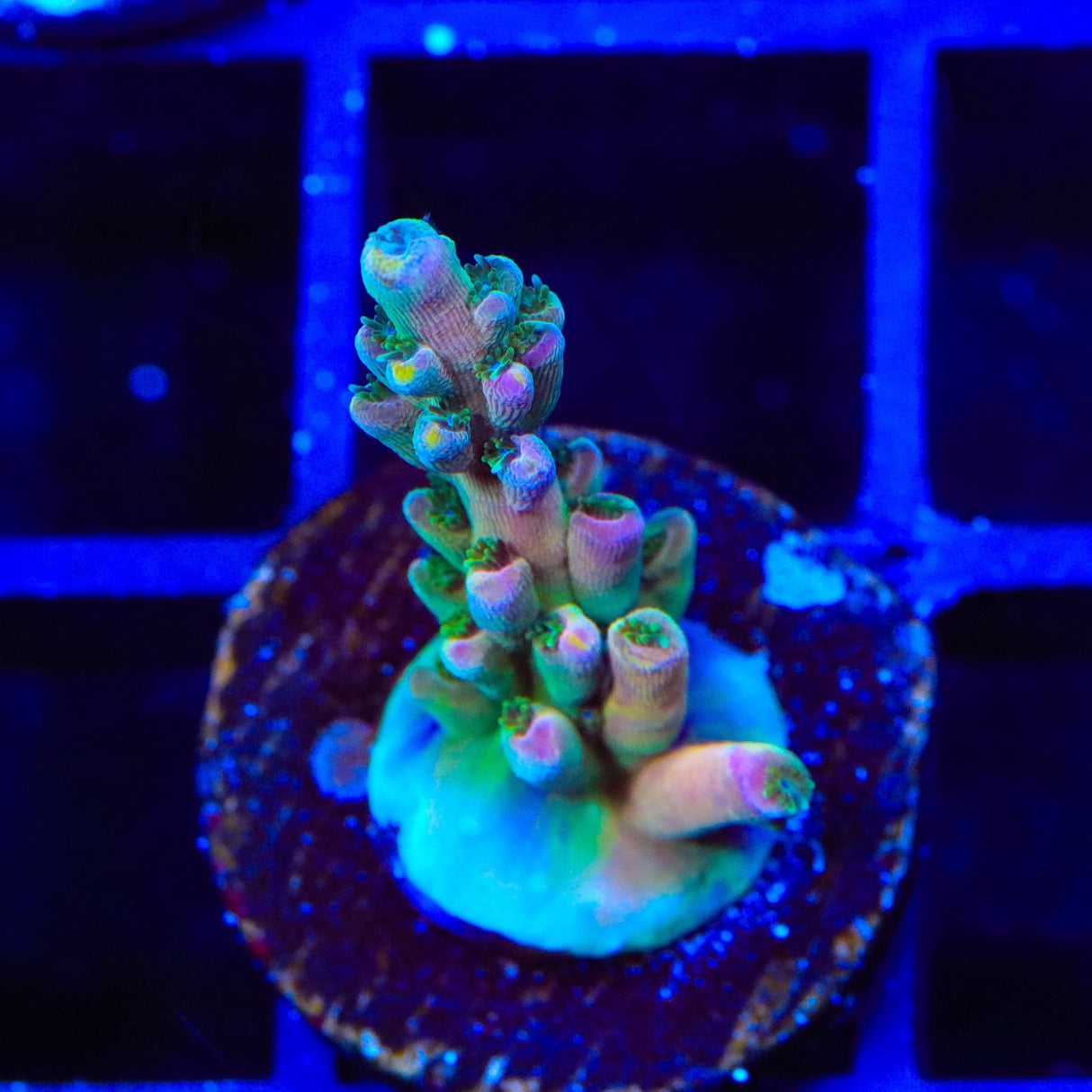 TSA Rainbow Fever Acropora Coral