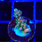 TSA Rainbow Fever Acropora Coral