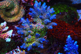 TSA Rainbow Fusion Acropora Coral