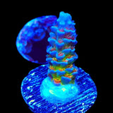 TSA Rainbow Fusion Acropora Coral