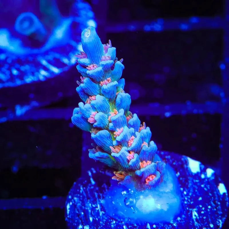 TSA Rainbow Fusion Acropora Coral