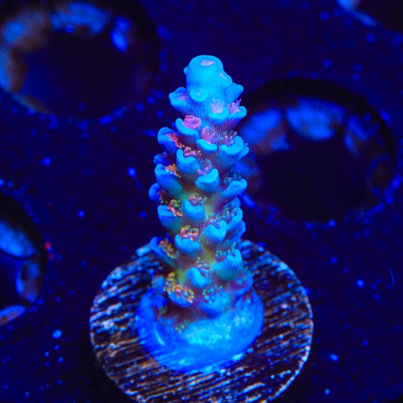 TSA Rainbow Fusion Acropora Coral