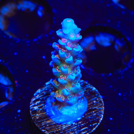TSA Rainbow Fusion Acropora Coral