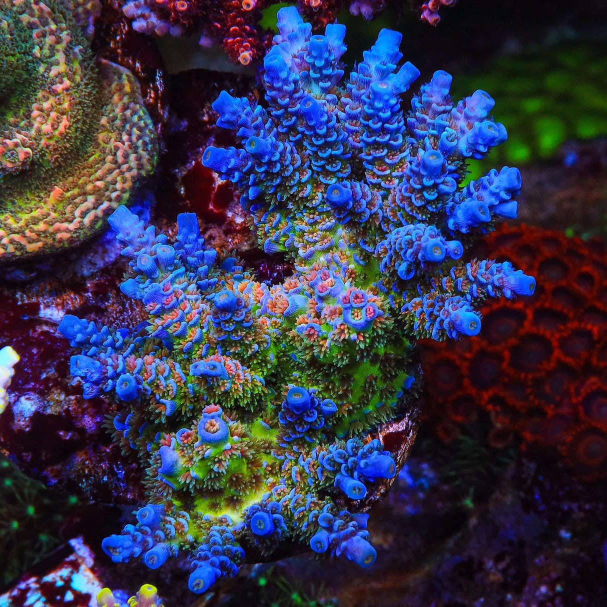 TSA Rainbow Fusion Acropora Coral