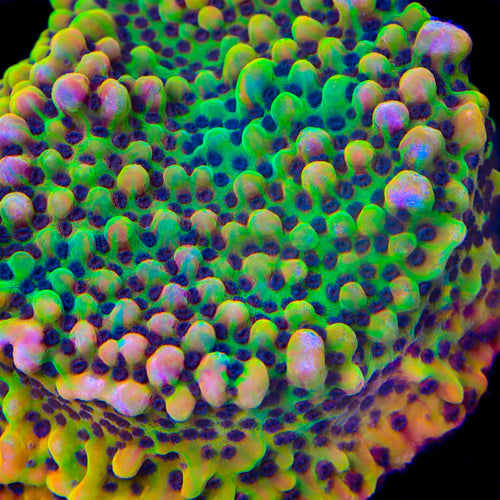 TSA Rainbow Honey Grafted Montipora Coral