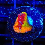 TSA Rainbow Inferno Chalice Coral