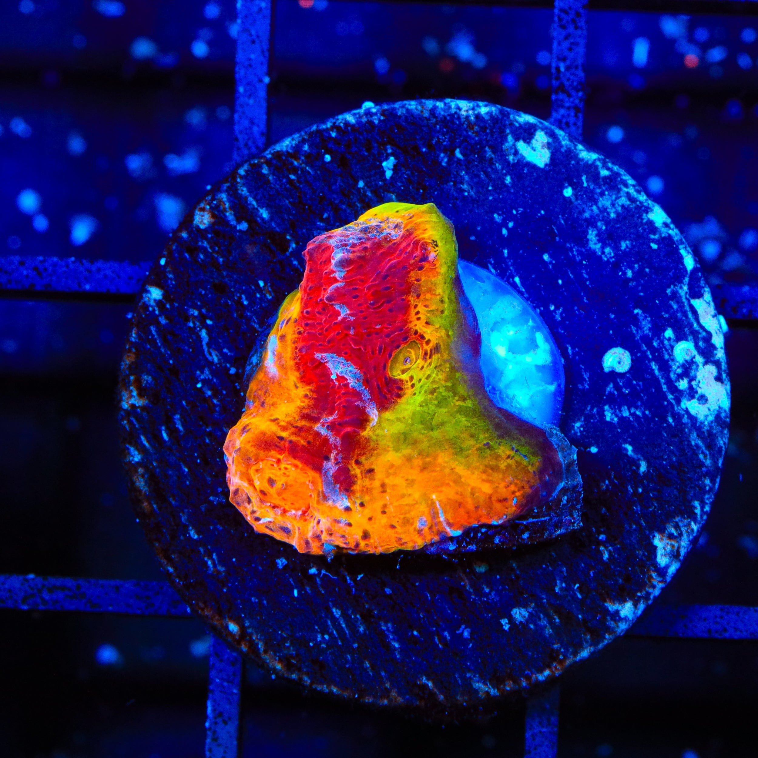 TSA Rainbow Inferno Chalice Coral