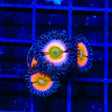 TSA Rainbow Infusion Zoanthids Coral