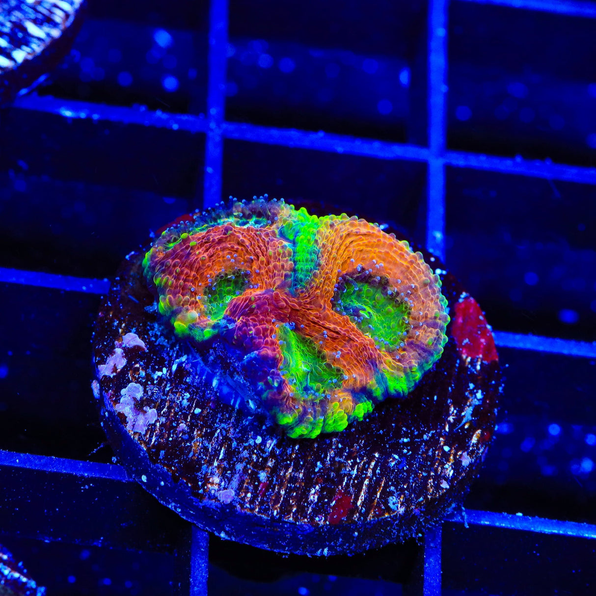 TSA Rainbow Mountain Echinata Coral