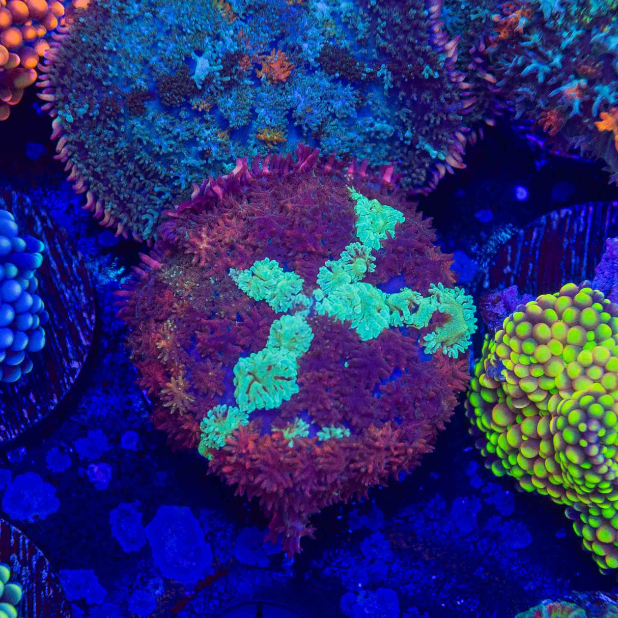 TSA Rainbow Persian Rug Mushroom