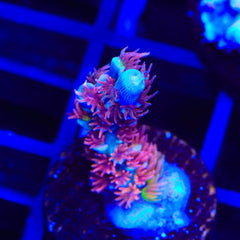 TSA Rainbow Raspberry Tenuis Acropora Coral