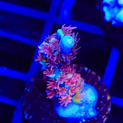 TSA Rainbow Raspberry Tenuis Acropora Coral