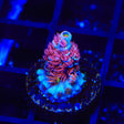 TSA Rainbow Raspberry Tenuis Acropora Coral