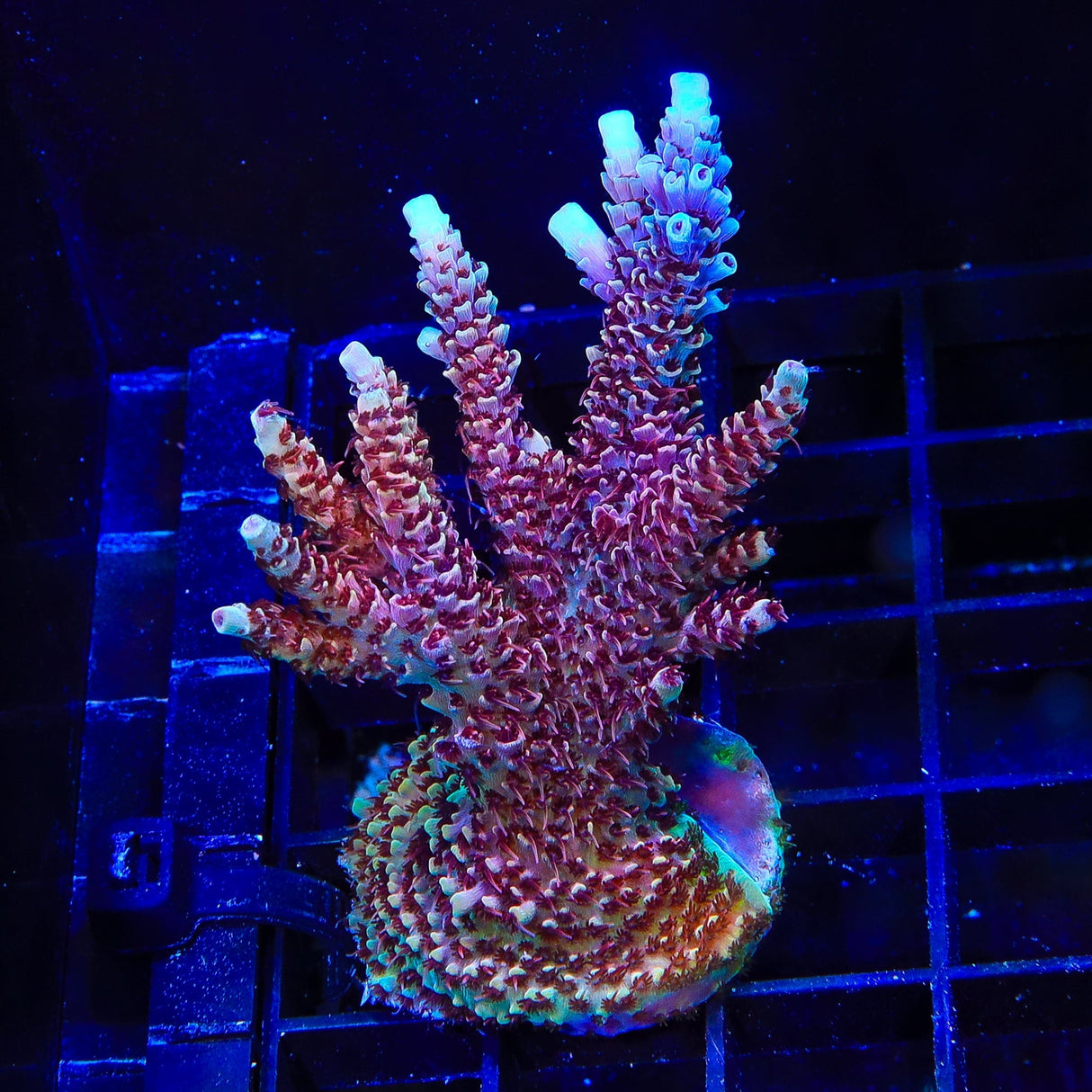 TSA Rainbow Sherbet Acropora Colony Coral