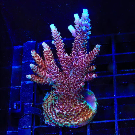 TSA Rainbow Sherbet Acropora Colony Coral
