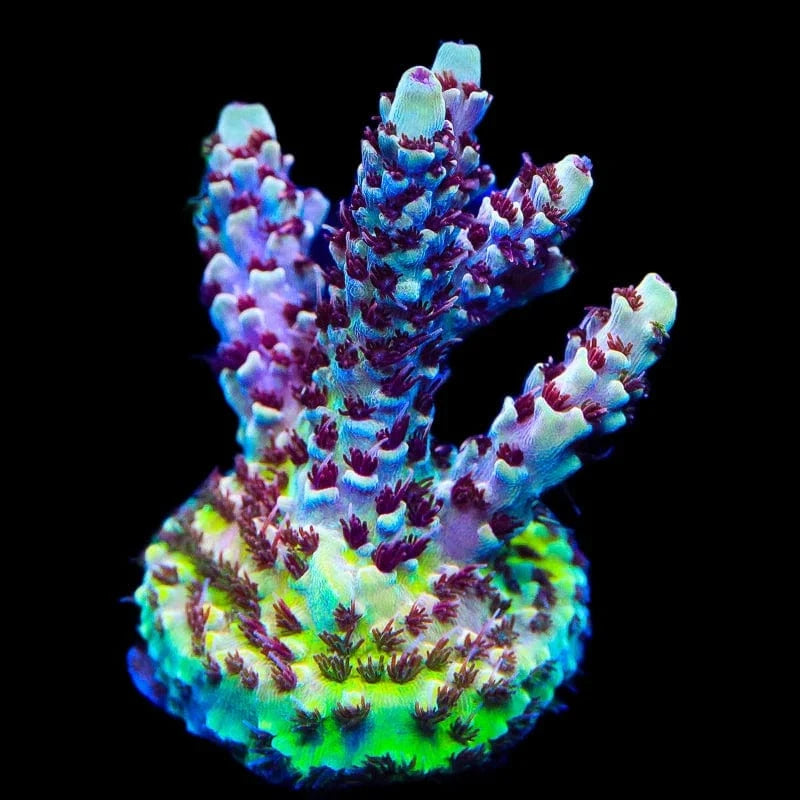 TSA Rainbow Sherbet Acropora Coral