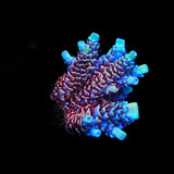 TSA Rainbow Sherbet Acropora Coral